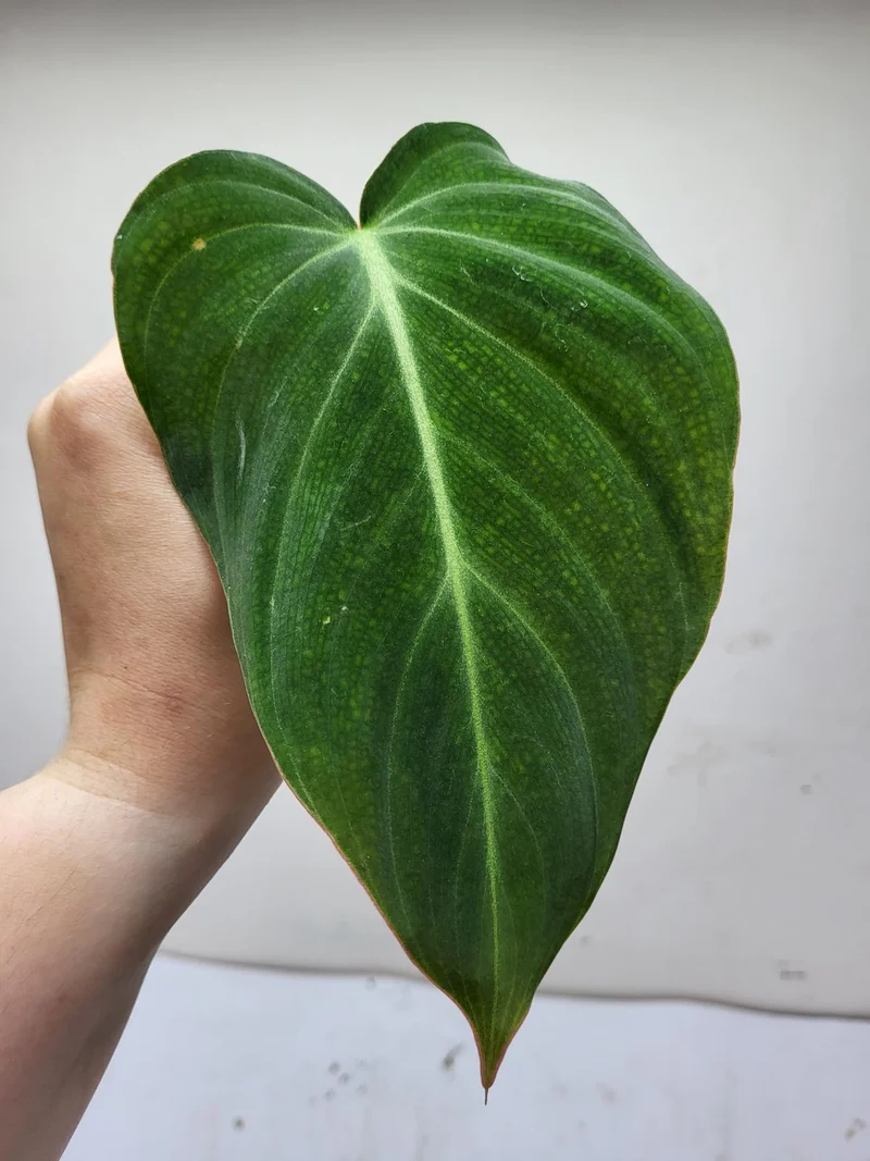 Philodendron Glorious Steckling