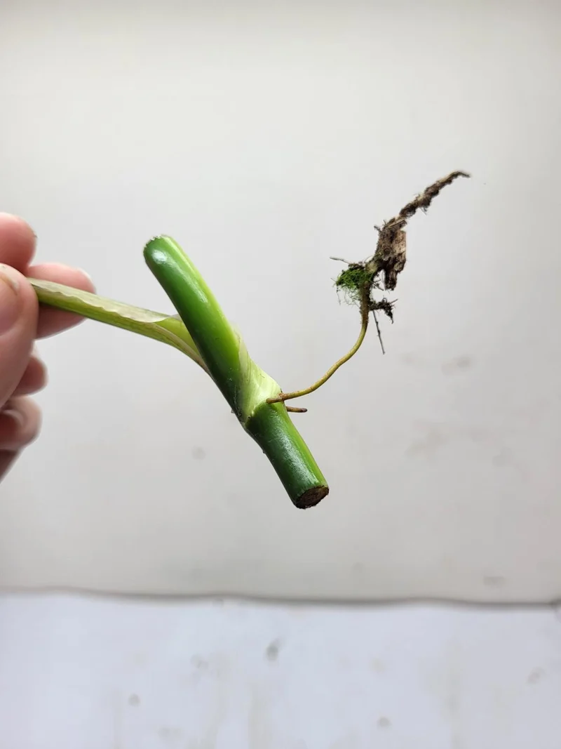 Philodendron Glorious Steckling