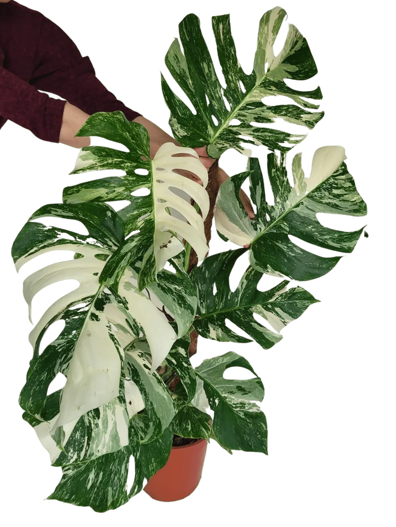 Monstera Variegata XXL