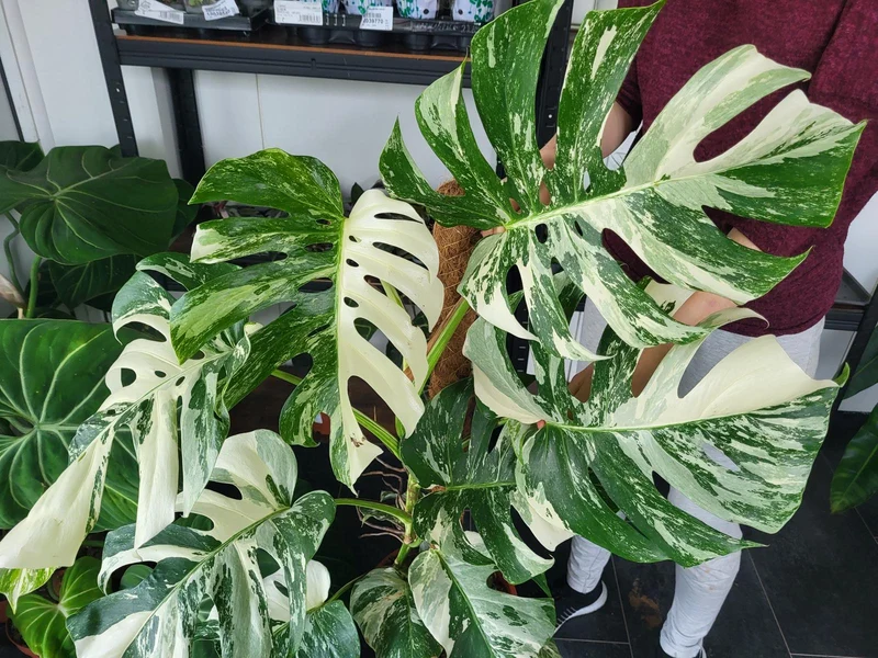 Monstera Variegata XXL