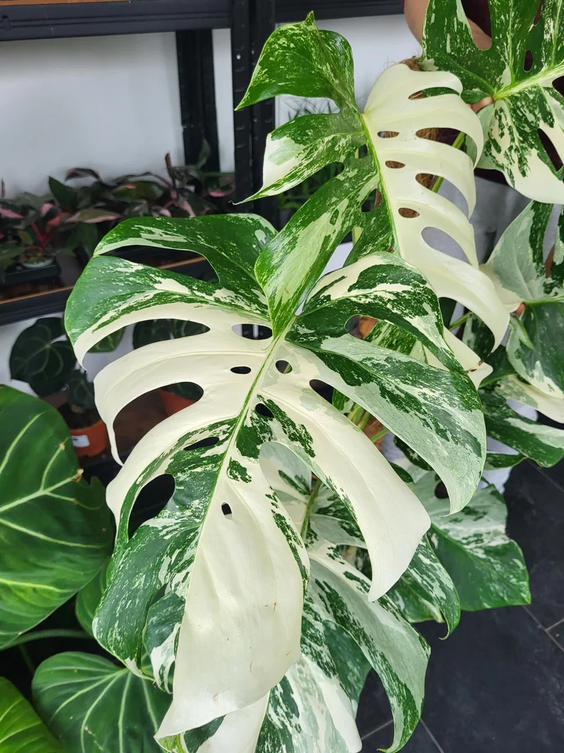 Monstera Variegata XXL