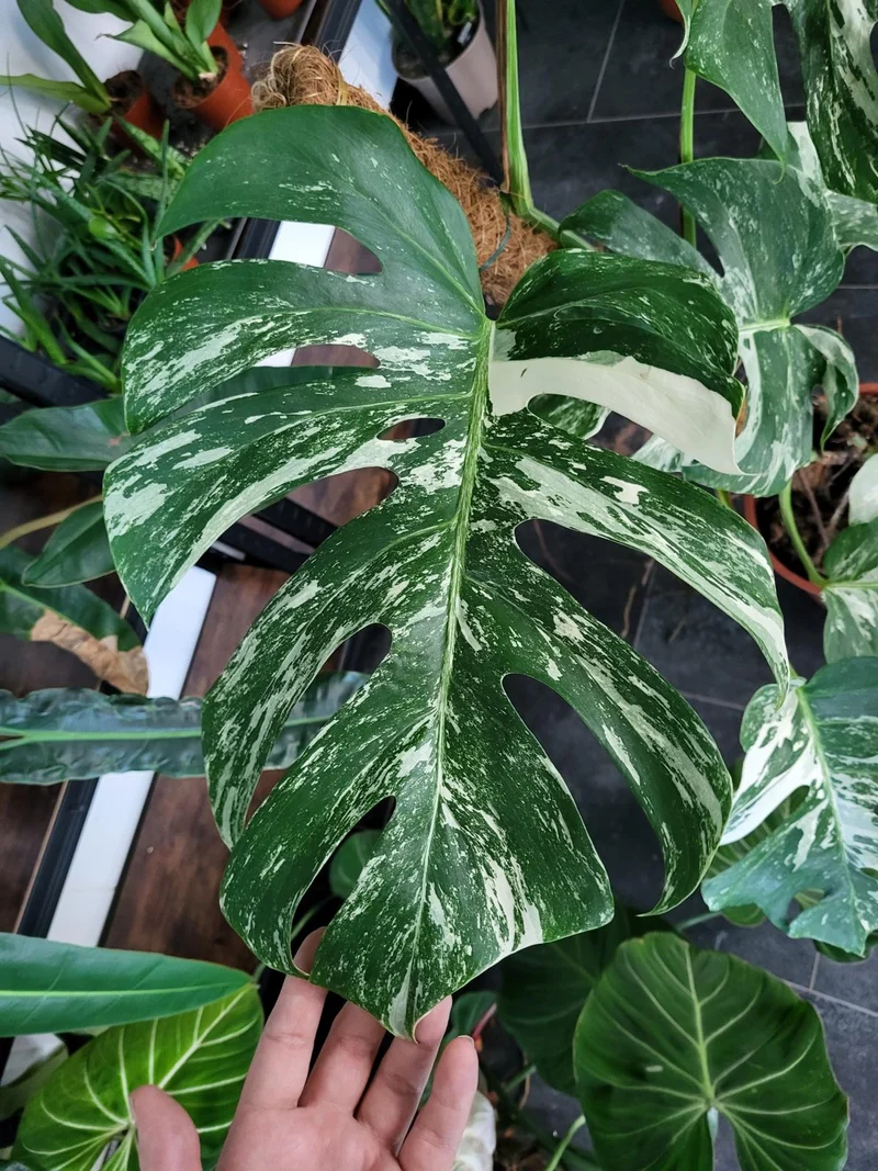 Monstera Variegata XXL