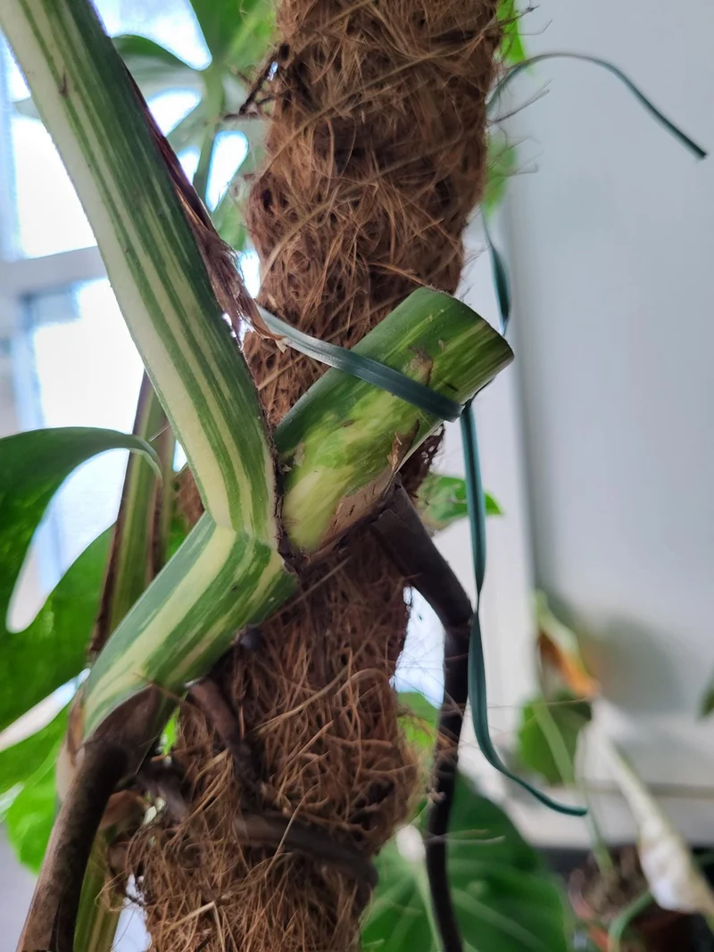 Monstera Variegata XXL