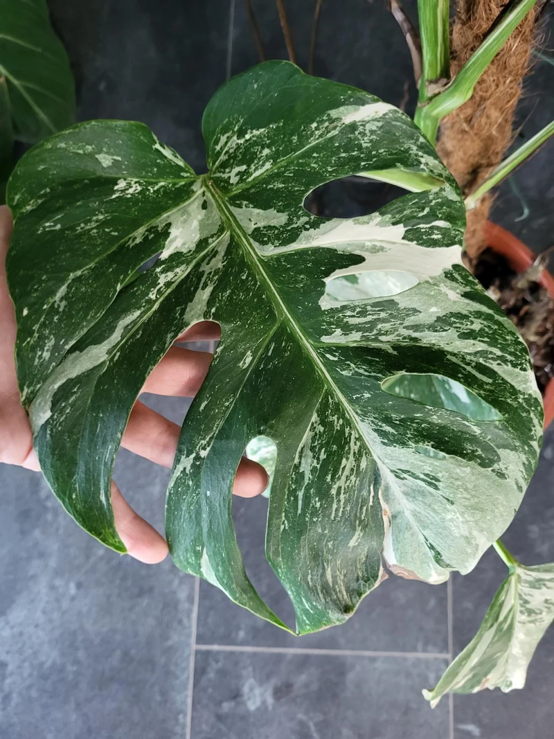 Monstera Variegata XXL