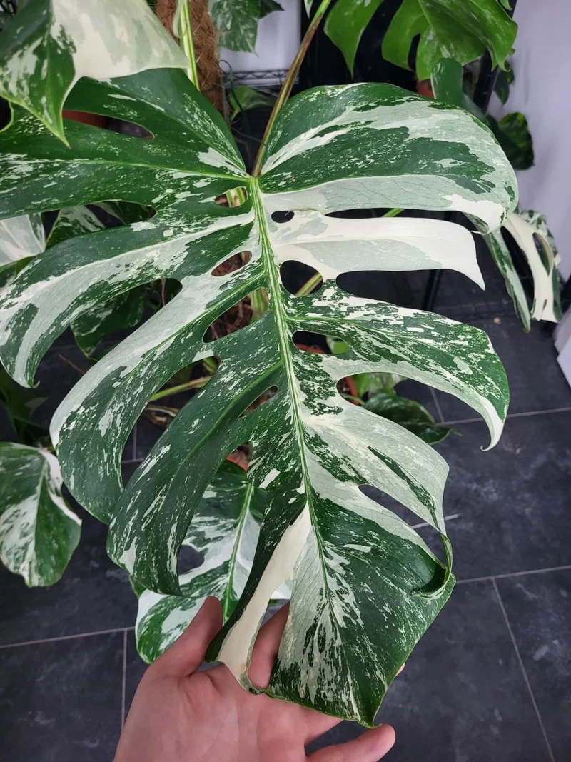 Monstera Variegata XXL