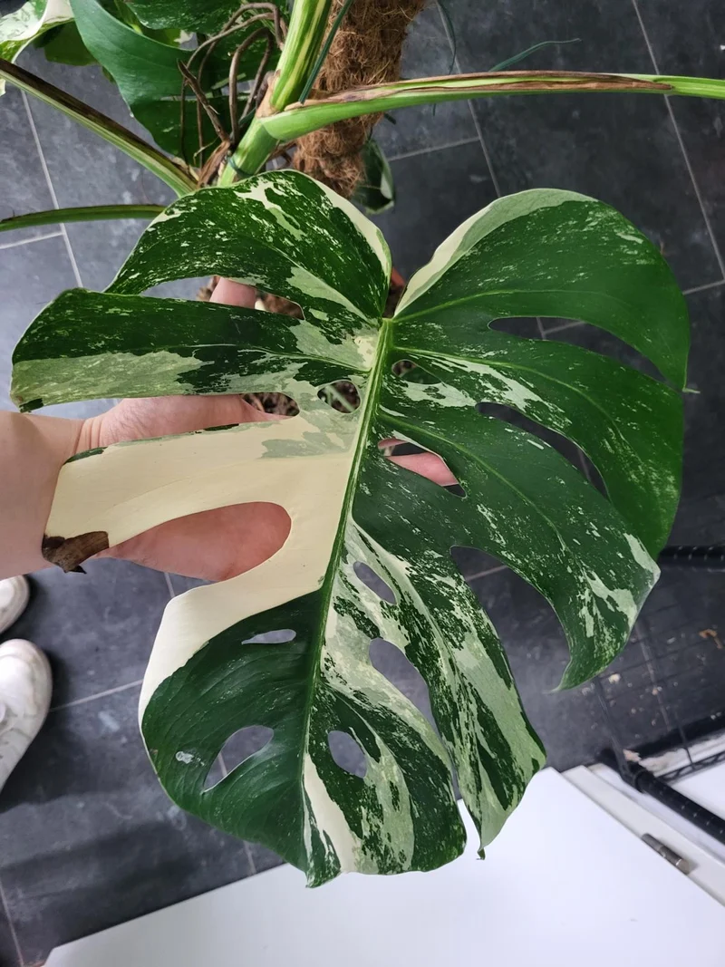 Monstera Variegata XXL