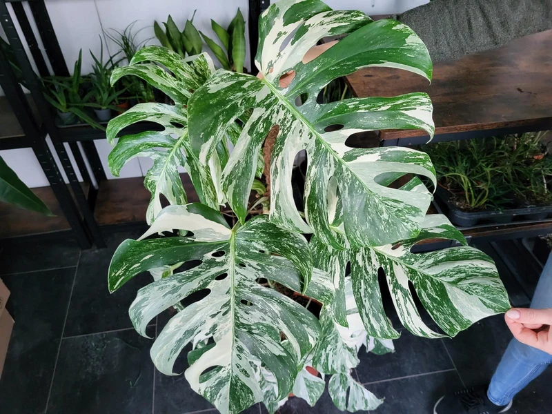 Monstera Variegata XXL