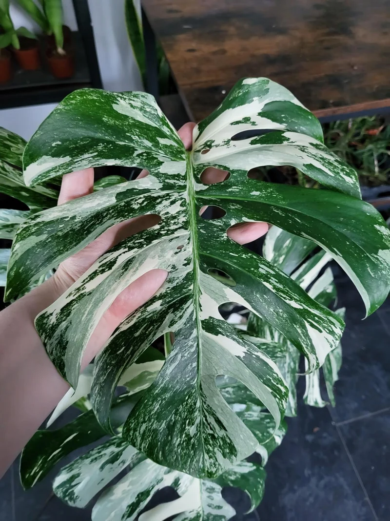 Monstera Variegata XXL