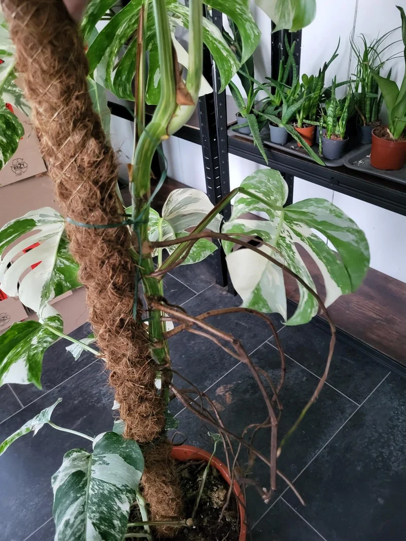 Monstera Variegata XXL