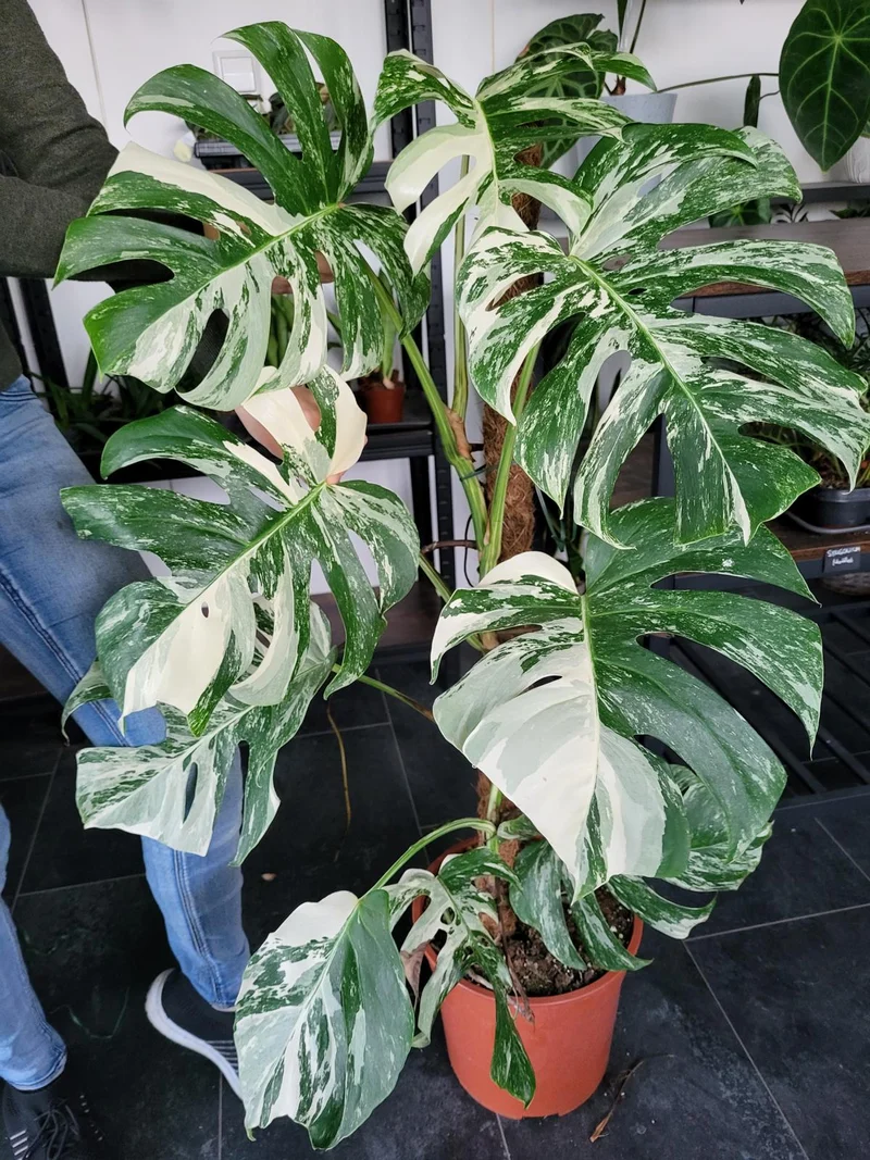 Monstera Variegata XXL