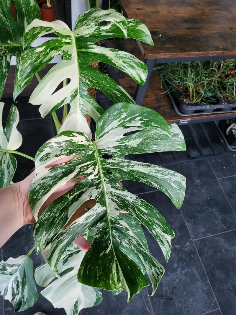 Monstera Variegata XXL