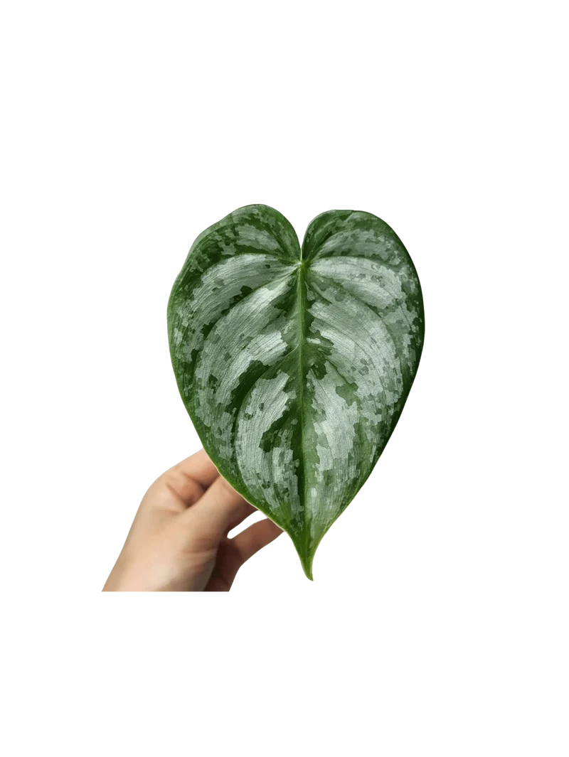 Philodendron Brandtianum Steckling