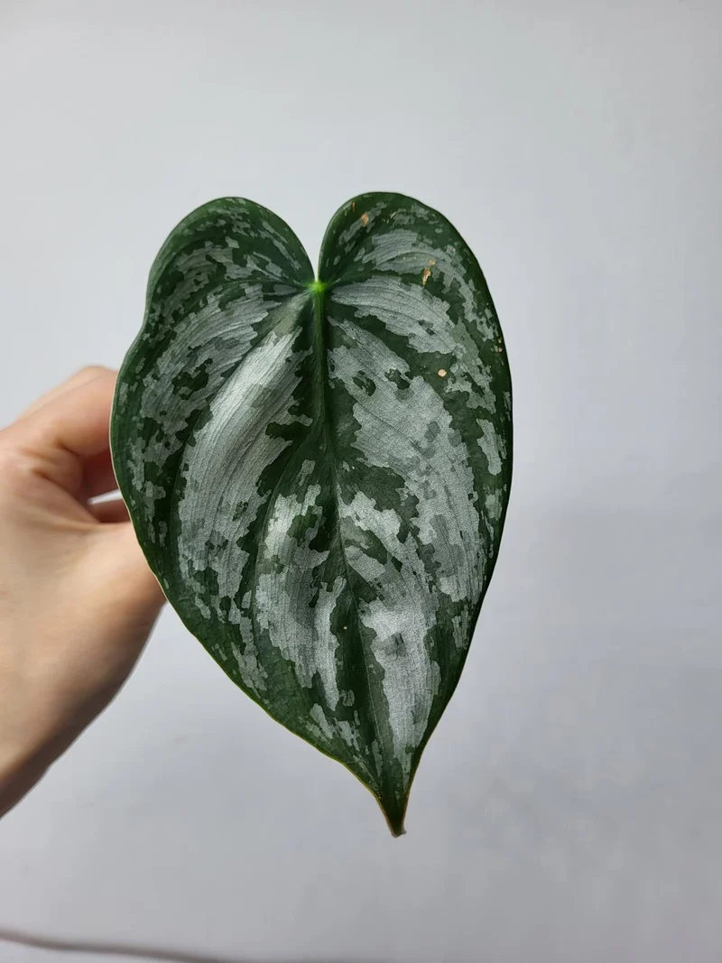 Philodendron Brandtianum Steckling