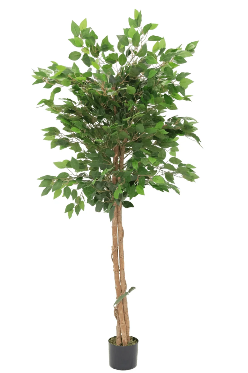 Ficus Kunstpflanze 150cm