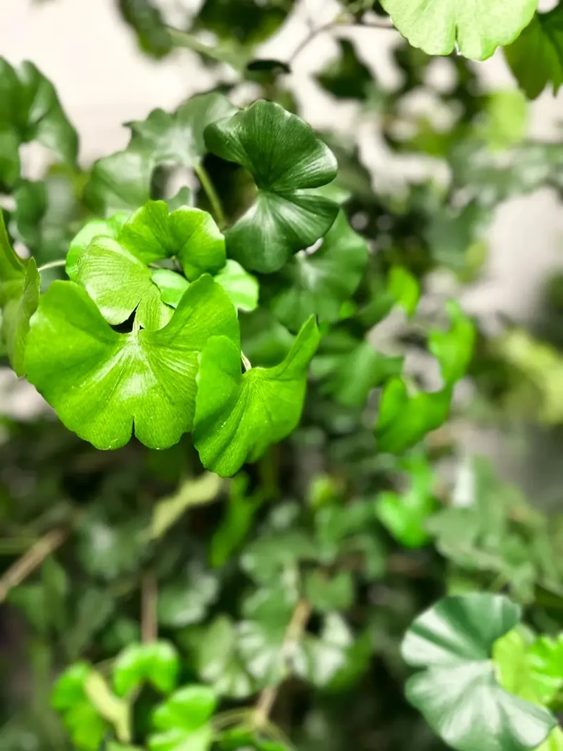 Künstlicher Gingko - Tamino | 210 cm