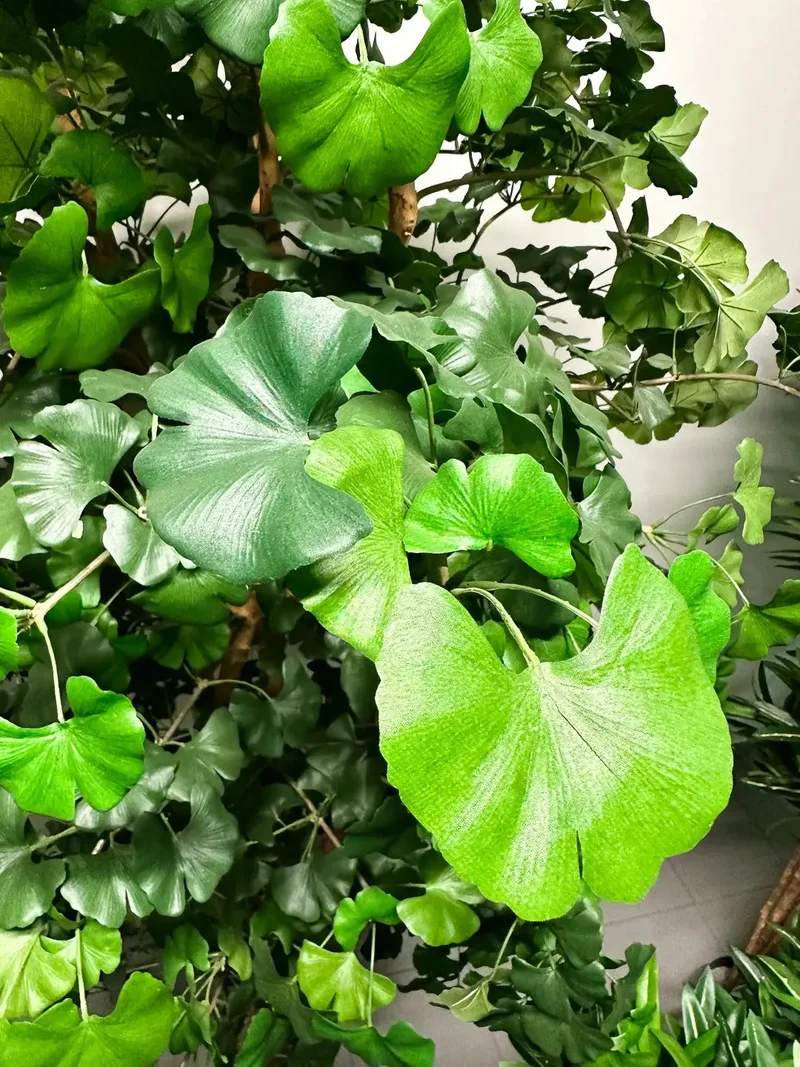 Künstlicher Gingko - Tamino | 210 cm