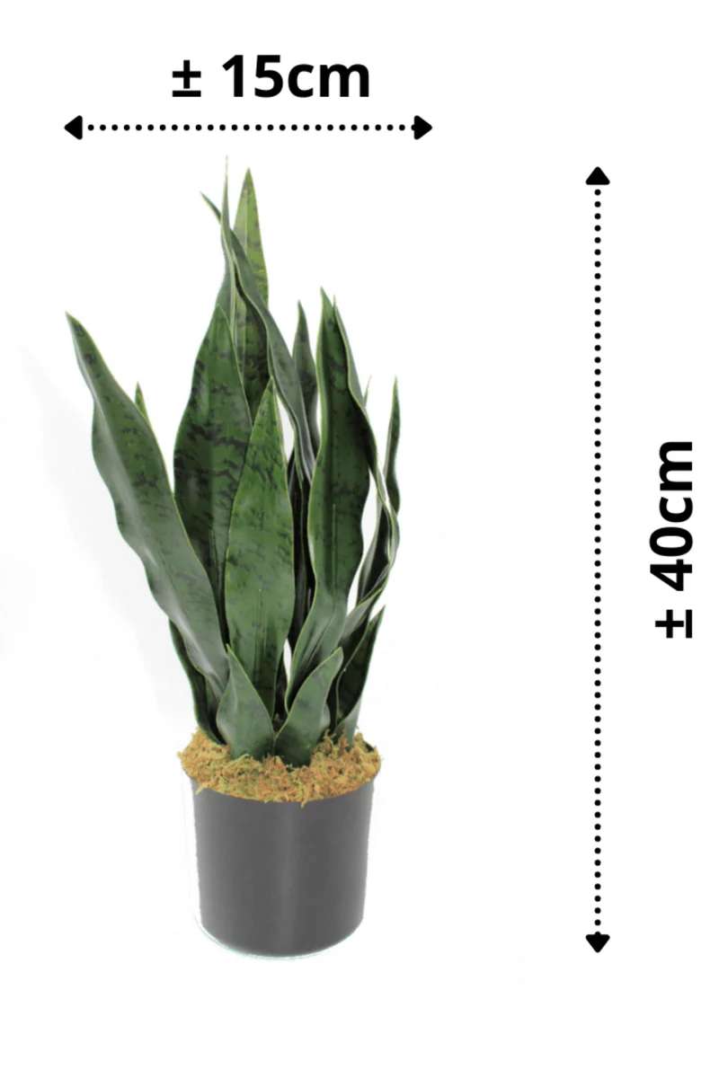 Sansevieria Kunstpflanze 40cm