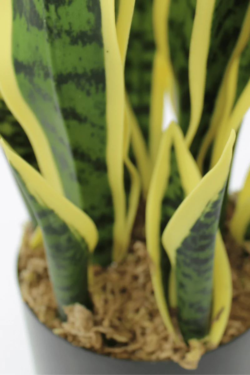 Sansevieria Kunstpflanze 50cm