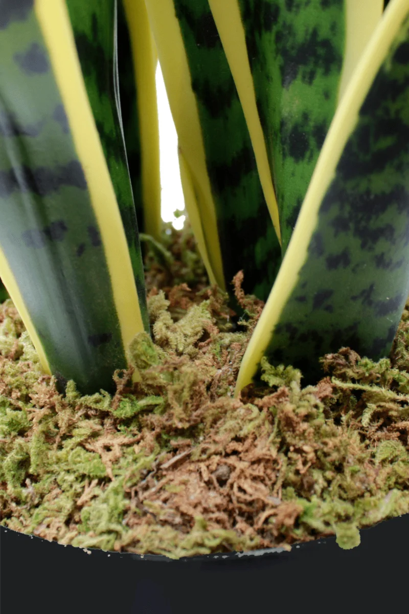Sansevieria Kunstpflanze 70cm