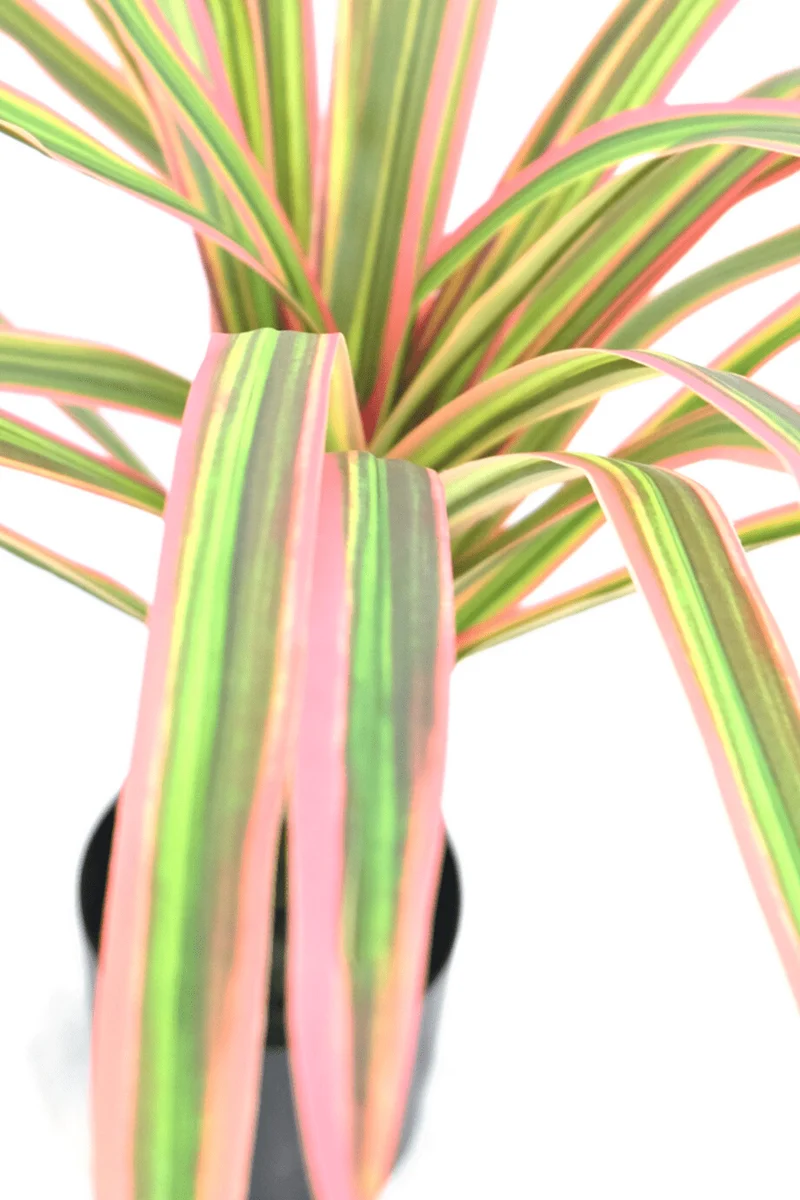Dracaena Kunstpflanze 60cm Rot