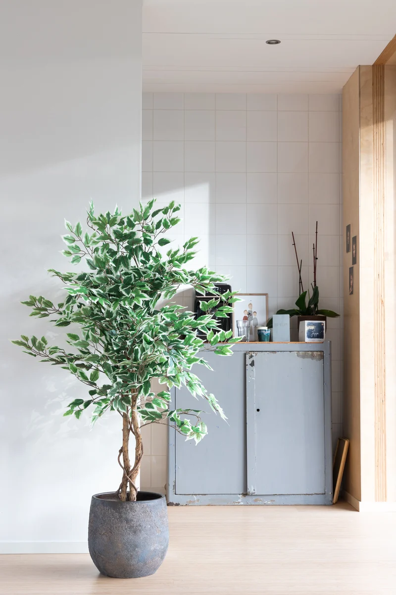 Ficus Kunstbaum 150cm
