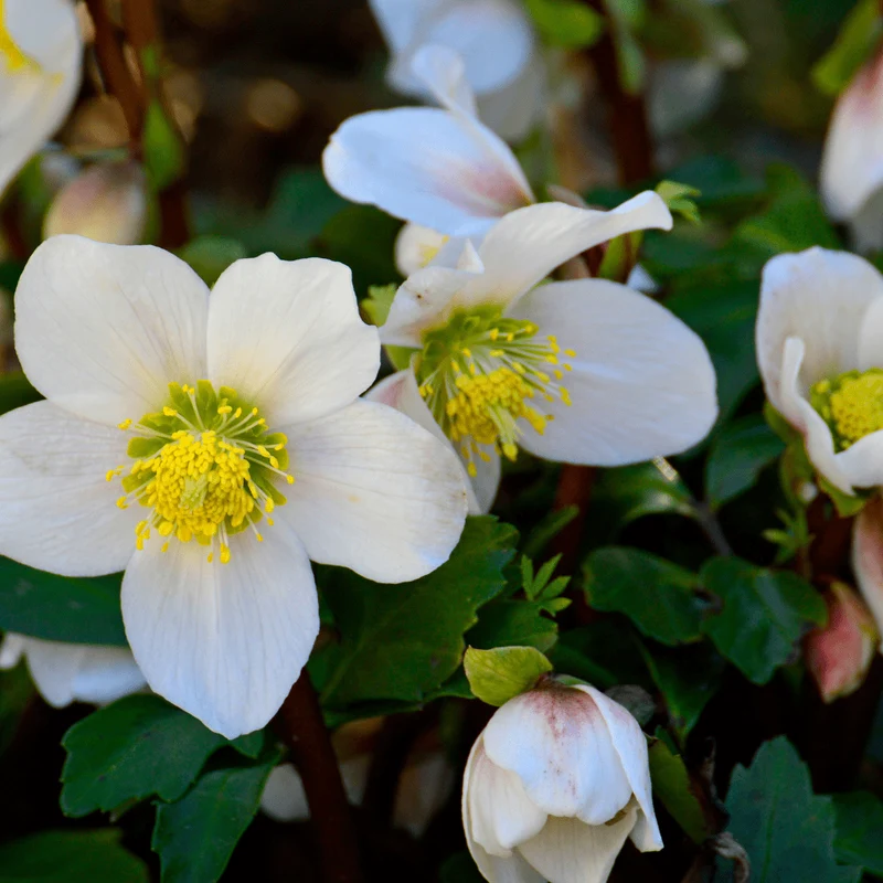 6x Christrose kaufen – Helleborus niger | Winterblüher, Höhe 10–25 cm, Ø 9 cm