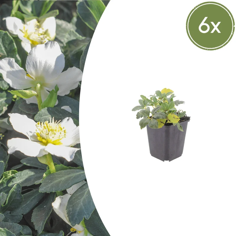 6x Christrose kaufen – Helleborus niger | Winterblüher, Höhe 10–25 cm, Ø 9 cm
