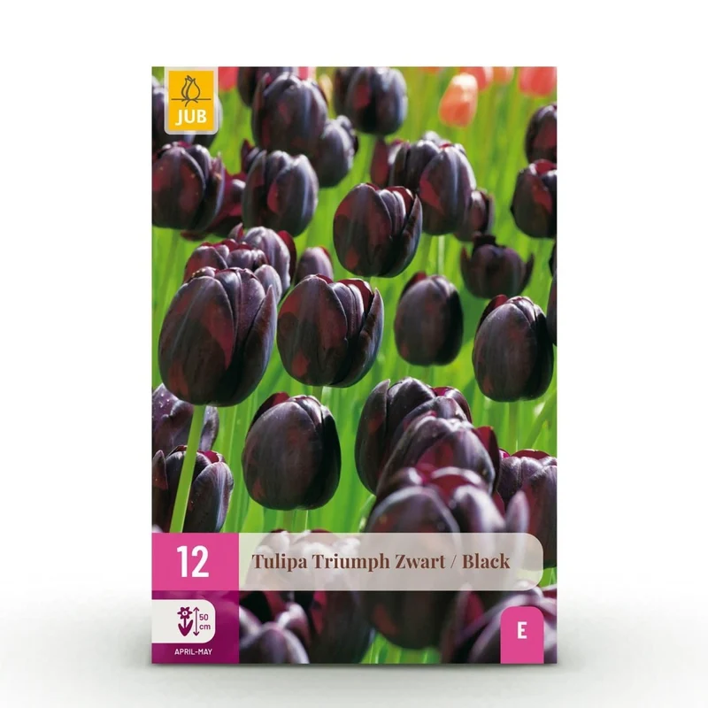 Tulpenzwiebeln 'Triumph Black' kaufen – 15 Stück, Größe 11/12 | Dunkelviolett, Blüte April–Mai