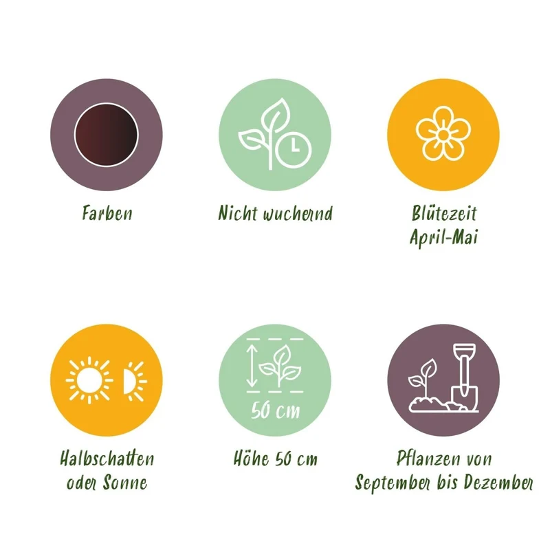 Tulpenzwiebeln 'Triumph Black' kaufen – 15 Stück, Größe 11/12 | Dunkelviolett, Blüte April–Mai