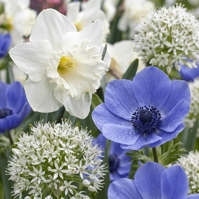 Blumenzwiebel-Mischung Sonnengarten – online kaufen | 35 bis 280 Zwiebeln für vollsonnige Standorte – Wurzelwerk Design