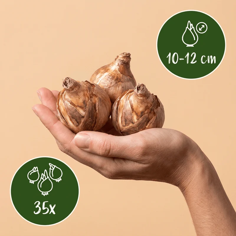 Blumenzwiebel-Mischung Sonnengarten – online kaufen | 35 bis 280 Zwiebeln für vollsonnige Standorte – Wurzelwerk Design
