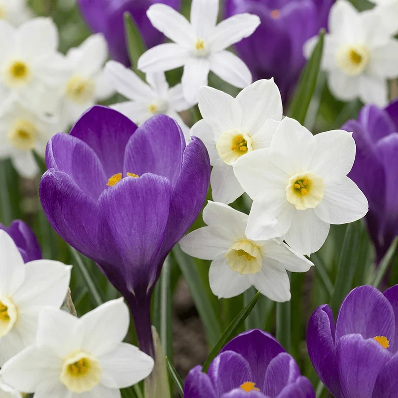 Blumenzwiebel-Mischung Schattengarten – online kaufen | 50 bis 400 Zwiebeln für schattige Bereiche – Wurzelwerk Design