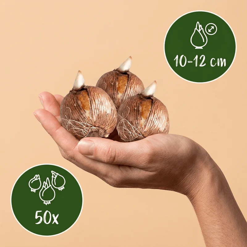 Blumenzwiebel-Mischung Schattengarten – online kaufen | 50 bis 400 Zwiebeln für schattige Bereiche – Wurzelwerk Design