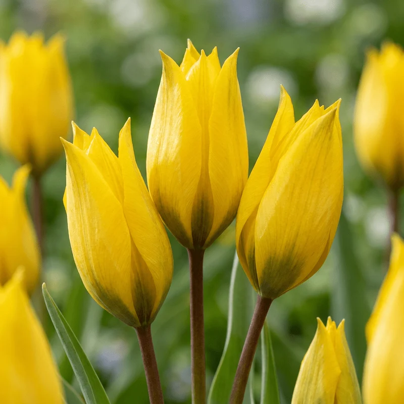 Weinbergstulpe – Tulipa sylvestris online kaufen | 20 bis 160 Blumenzwiebeln, gelb, duftend & verwildernd – Wurzelwerk Design