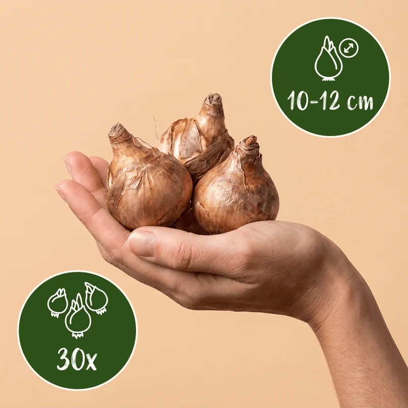 Blumenzwiebel-Mischung Feuchtgarten – online kaufen | 30 bis 240 Zwiebeln für feuchte Standorte – Wurzelwerk Design
