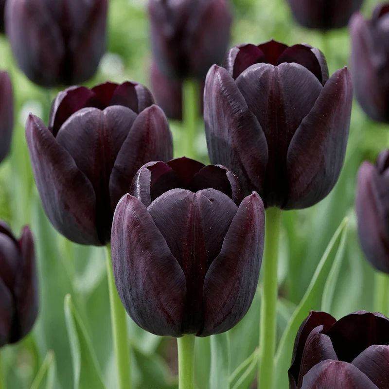 Schwarze Tulpe – Tulipa online kaufen | 35 bis 280 Blumenzwiebeln, tiefdunkelviolett & elegant – Wurzelwerk Design