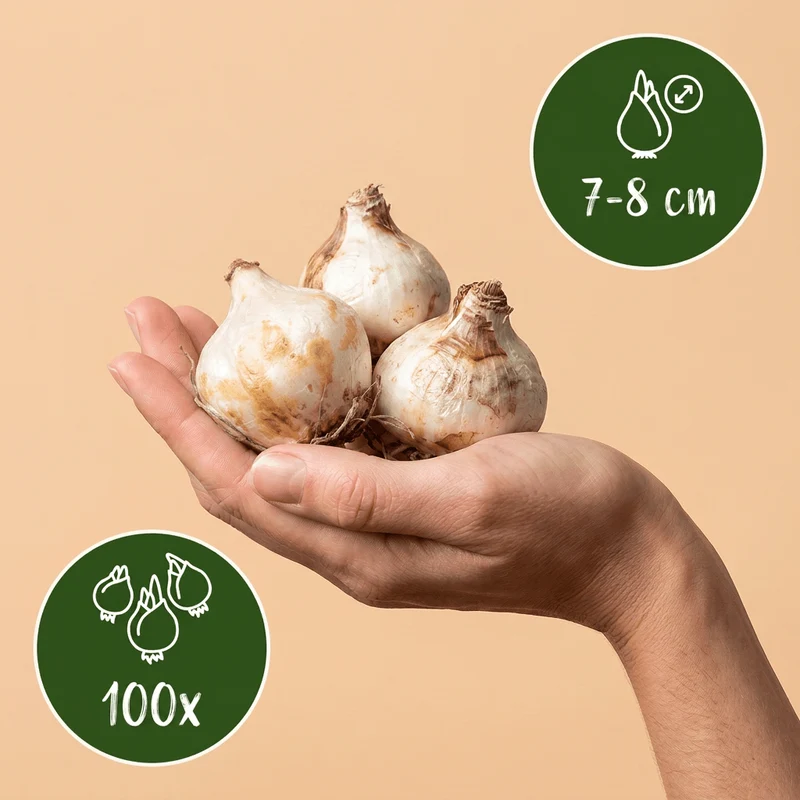 Armenische Traubenhyazinthe – Muscari armeniacum online kaufen | 100 bis 800 Blumenzwiebeln, Blau & Verwildernd – Wurzelwerk Design