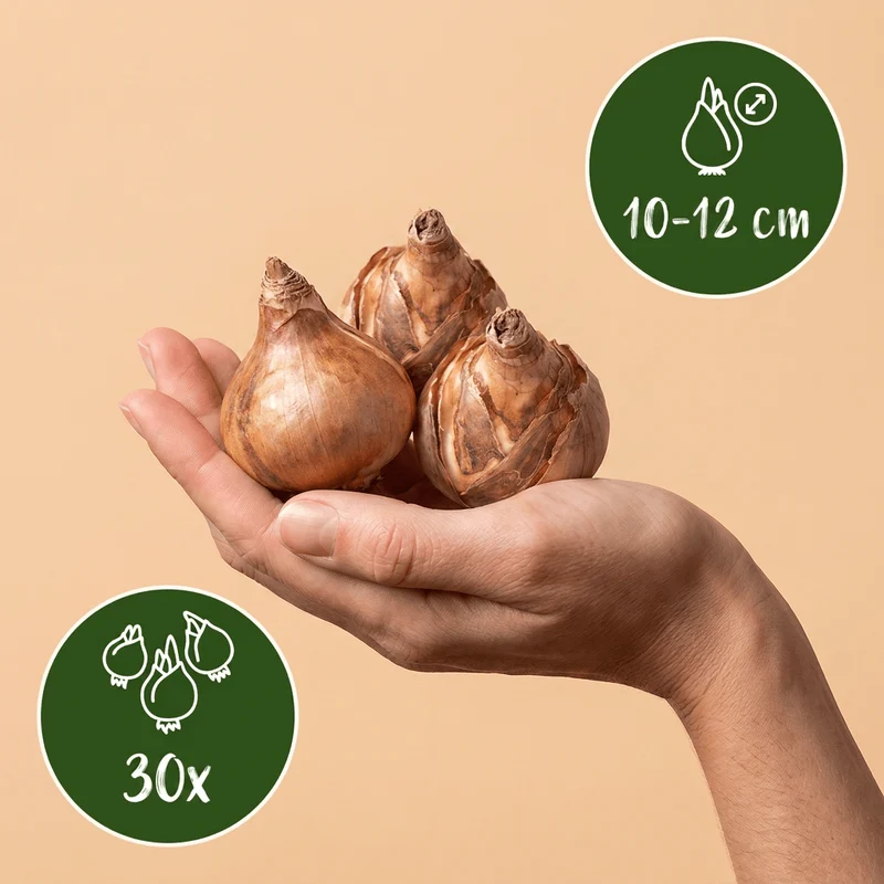 Botanische Narzissen Weiß – Narcissus online kaufen | 30 bis 240 Blumenzwiebeln, zierlich & verwildernd – Wurzelwerk Design