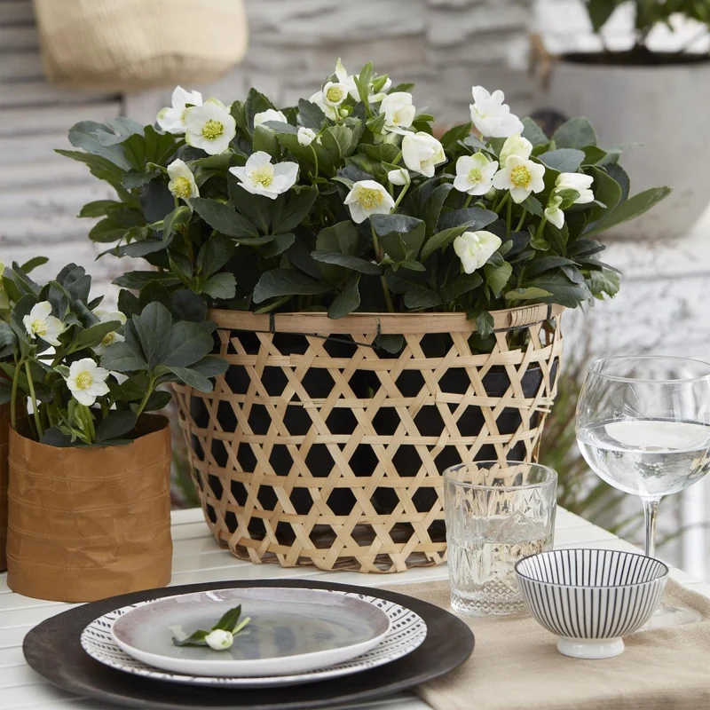 Christrose 'Christmas Carol' kaufen – Helleborus niger | weiß, Winterblüher, Ø 14 cm, Höhe 30 cm