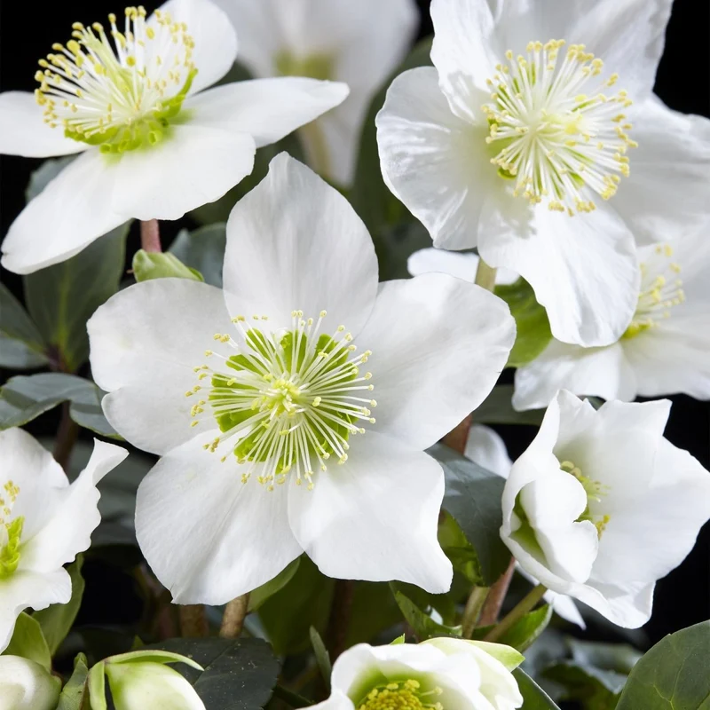 Christrose 'Christmas Carol' kaufen – Helleborus niger | weiß, Winterblüher, Ø 14 cm, Höhe 30 cm