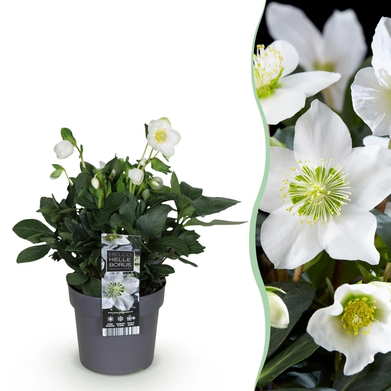 Christrose 'Christmas Carol' kaufen – Helleborus niger | weiß, Winterblüher, Ø 14 cm, Höhe 30 cm