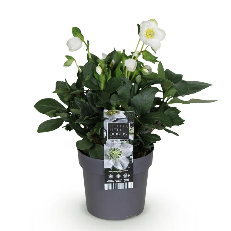 Christrose 'Christmas Carol' kaufen – Helleborus niger | weiß, Winterblüher, Ø 14 cm, Höhe 30 cm