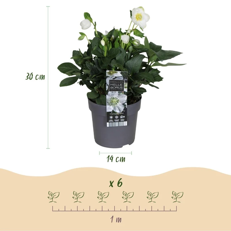 Christrose 'Christmas Carol' kaufen – Helleborus niger | weiß, Winterblüher, Ø 14 cm, Höhe 30 cm