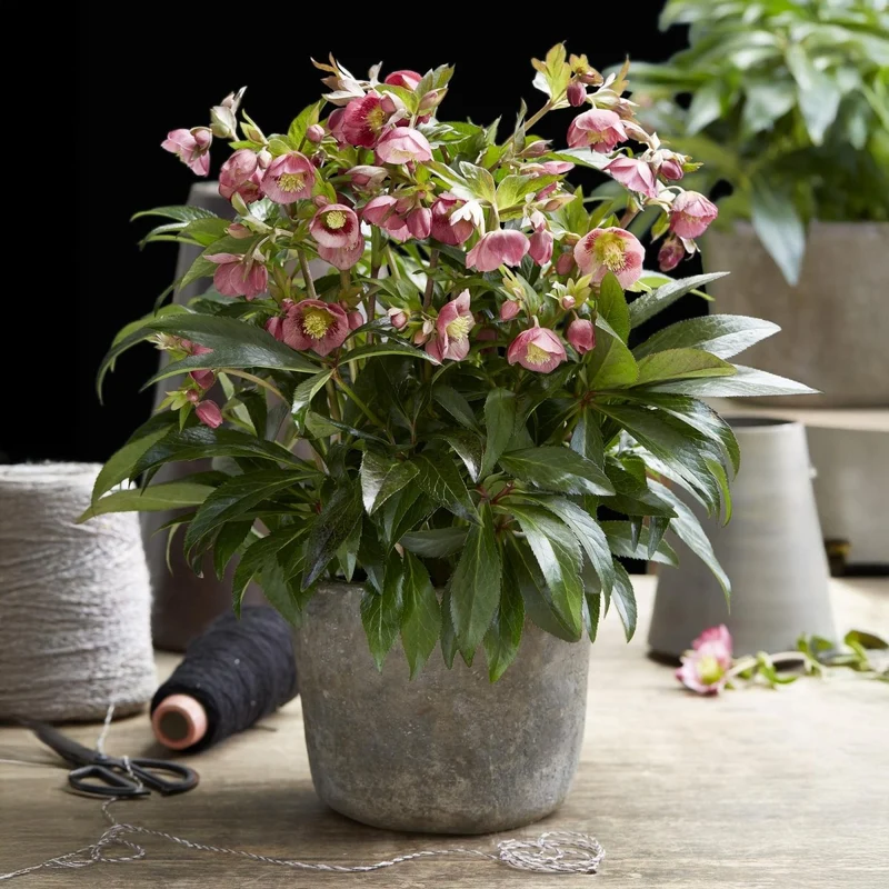 Lenzrose 'Dacaya' kaufen – Helleborus-Hybride | rosa mit dunklen Sprenkeln, Ø 19 cm, Höhe 50 cm