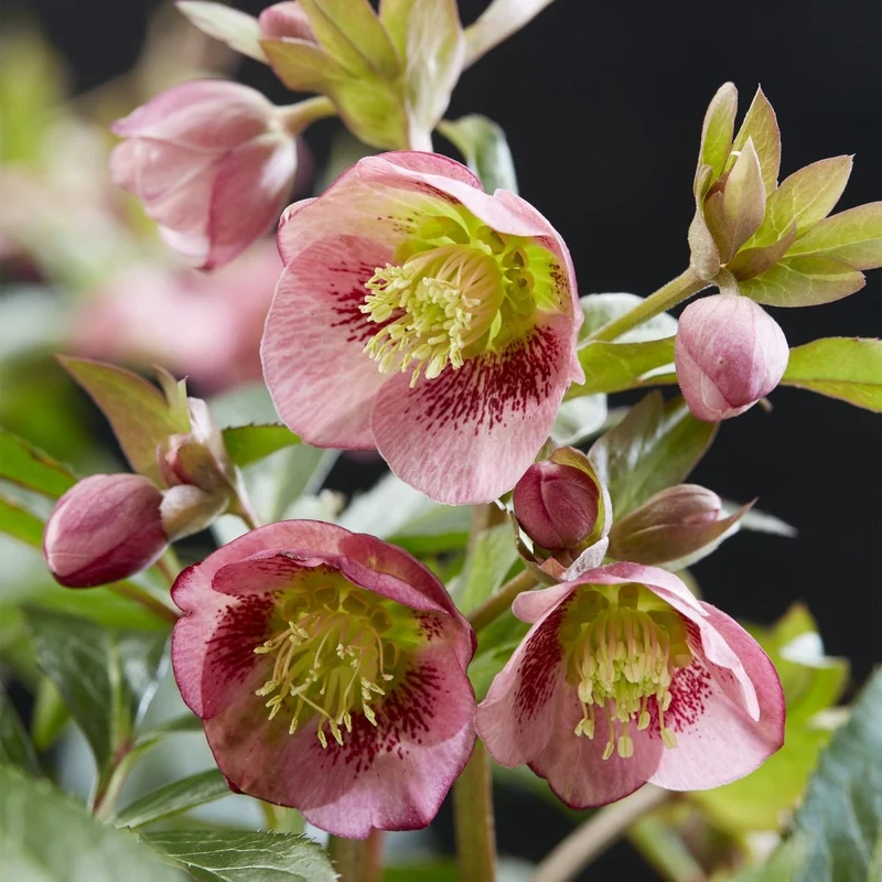Lenzrose 'Dacaya' kaufen – Helleborus-Hybride | rosa mit dunklen Sprenkeln, Ø 19 cm, Höhe 50 cm