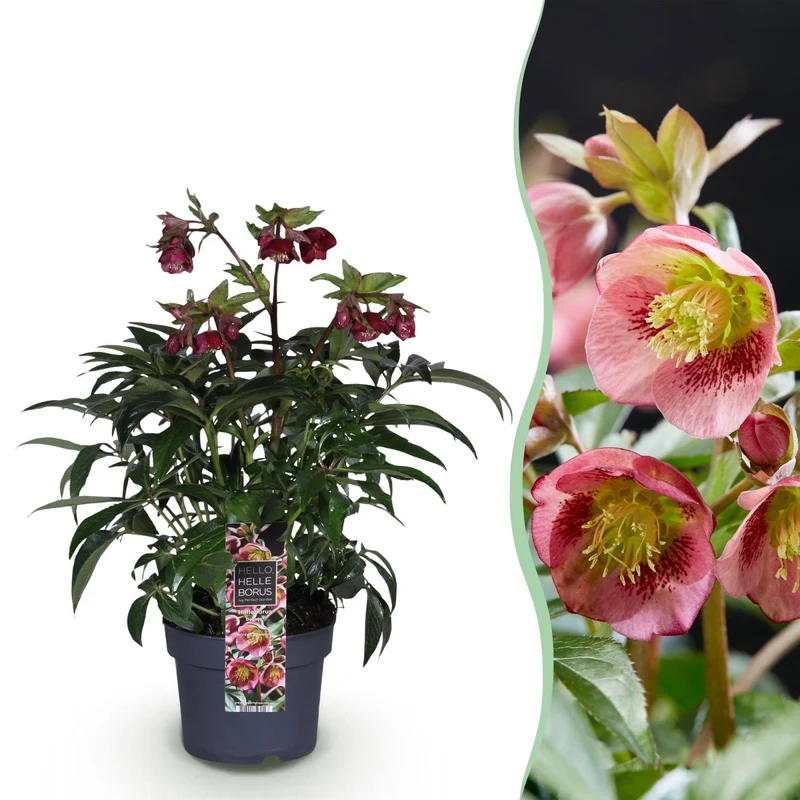 Lenzrose 'Dacaya' kaufen – Helleborus-Hybride | rosa mit dunklen Sprenkeln, Ø 19 cm, Höhe 50 cm
