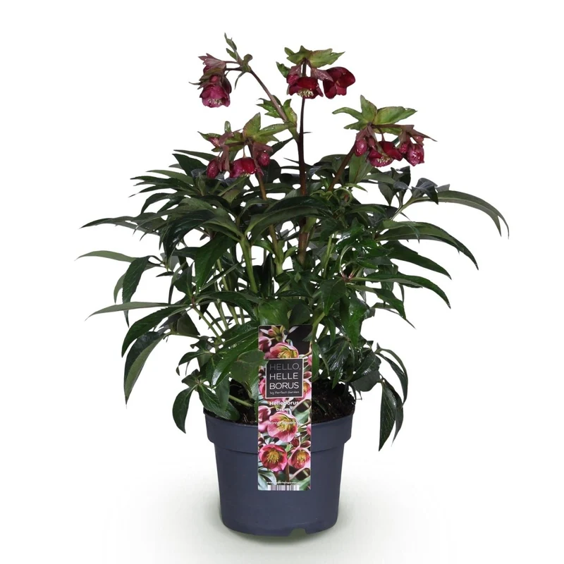 Lenzrose 'Dacaya' kaufen – Helleborus-Hybride | rosa mit dunklen Sprenkeln, Ø 19 cm, Höhe 50 cm