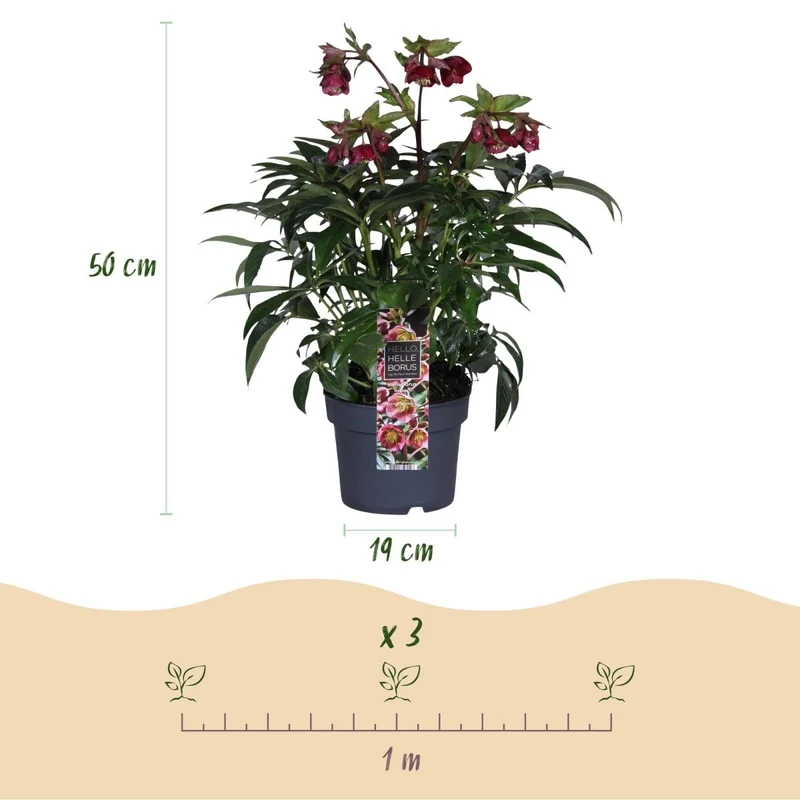 Lenzrose 'Dacaya' kaufen – Helleborus-Hybride | rosa mit dunklen Sprenkeln, Ø 19 cm, Höhe 50 cm