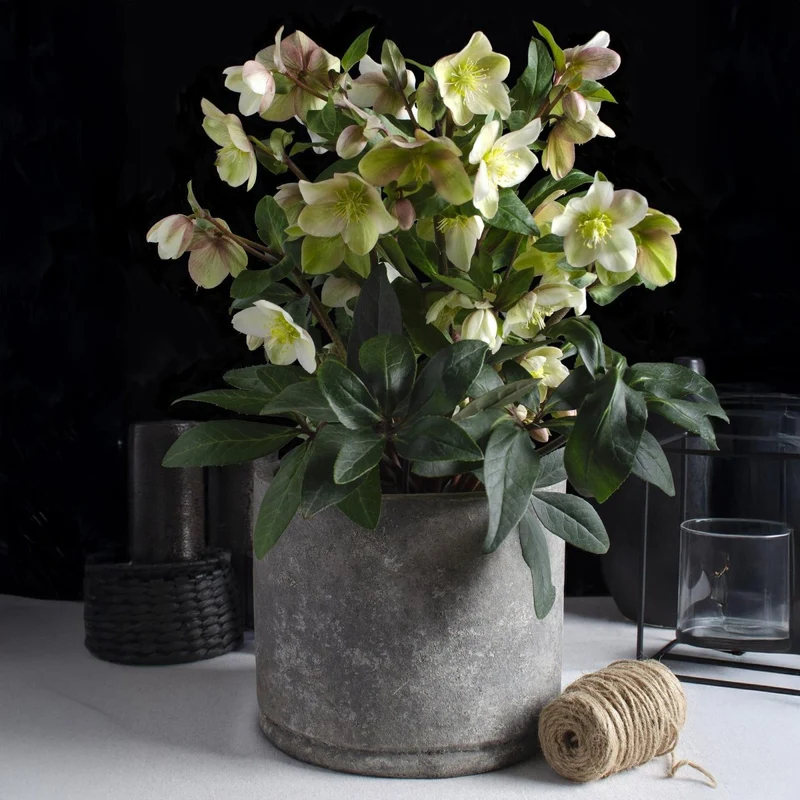 Christrosen-Hybride 'Diamonfire' kaufen – Helleborus × nigercors | weiß-grün, Ø 19 cm, Höhe 40 cm