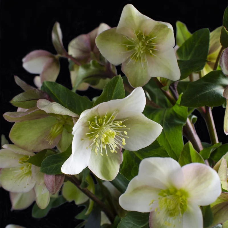Christrosen-Hybride 'Diamonfire' kaufen – Helleborus × nigercors | weiß-grün, Ø 19 cm, Höhe 40 cm